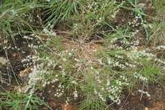 Pommereulla cornucopiae